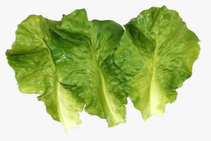 Vegetable Green Leaves Png Photo - Lettuce, Transparent Png, Free Download