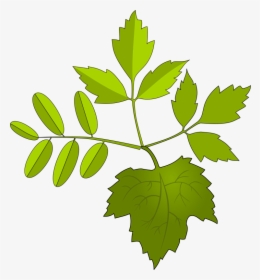 Leaves - Folhagem Desenho Png, Transparent Png, Free Download