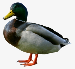 Duck Duck Png Image Free Download - Duck Transparent Background, Png Download, Free Download