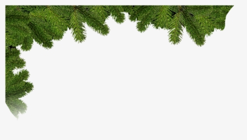 Spruce, HD Png Download, Free Download