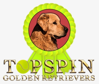 Topspin Goldens - Golden Retriever, HD Png Download, Free Download