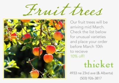 Fruit Trees - Fruitful Tree By Stream, HD Png Download, Free Download