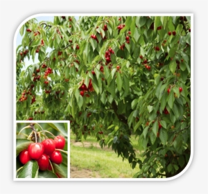 Picture - Does A Cherry Tree Look Like, HD Png Download, Free Download