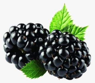 Blackberry Fruit Png Free Download - Blackberry Fruit Splash Png, Transparent Png, Free Download