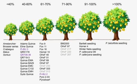 Planting Fruit Trees In Rows, HD Png Download, Free Download