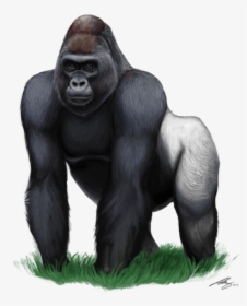 Download Gorilla Free Png Photo Images And Clipart - Gorilla Png, Transparent Png, Free Download
