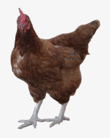 Rooster Png Image Background - Cocks & Hen Png, Transparent Png, Free Download