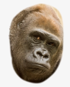 Transparent Gorilla Face Clipart - Monkey, HD Png Download, Free Download