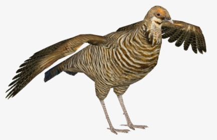 Heath Hen F - Heath Hen Png, Transparent Png, Free Download