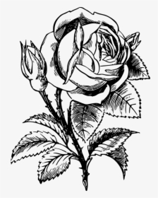 Botany,plant,flower - Disegni Da Colorare Rose, HD Png Download, Free Download