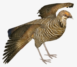 Heath Hen F - Heath Hen Png, Transparent Png, Free Download