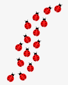 Ladybug Insect Transparent Images - Ladybug Png, Png Download, Free Download