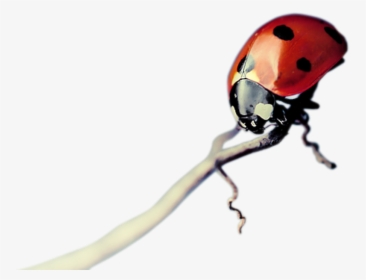 Transparent Insects Png - Ladybug, Png Download, Free Download
