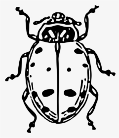 Ladybug - Outline Of A Beetle, HD Png Download, Free Download