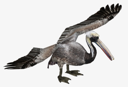 Pelican Png, Transparent Png, Free Download