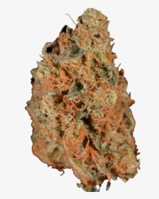 Monarch Grow Agent Orange Weed - Tree, HD Png Download, Free Download