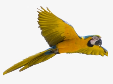 Parrot Clipart Face - Transparent Background Parrot Png, Png Download, Free Download