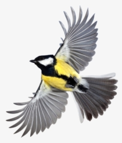 Tit Bird Flying Small 988 - Flying Bird, HD Png Download, Free Download
