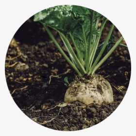 Beet Png, Transparent Png, Free Download