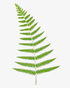 Free Download Of Ferns Icon Clipart - Fern Clipart Free, HD Png Download, Free Download