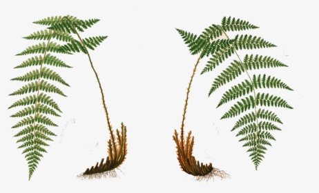 Freeuse Library Ivy Creek Foundation Flora And Fauna - Boston Fern Botanical Illustration, HD Png Download, Free Download