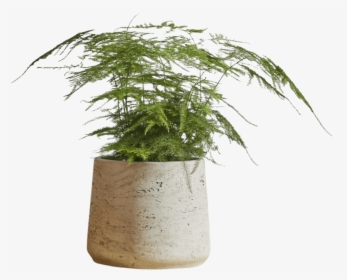 Houseplant, HD Png Download, Free Download