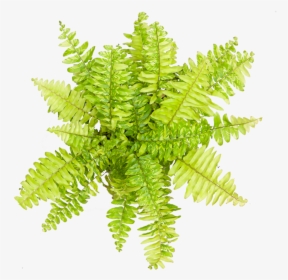 Fern Tiger - Fern, HD Png Download, Free Download