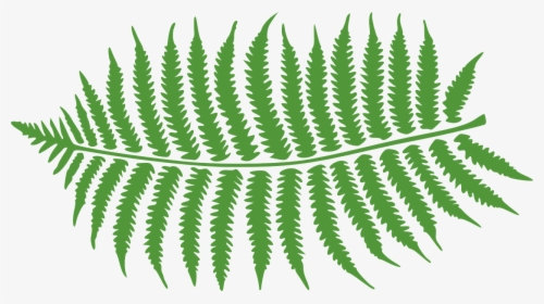 Bracken Fern Png, Transparent Png, Free Download