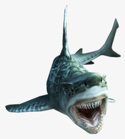Fishes Png , Png Download - Monster Hunter Shark, Transparent Png, Free Download