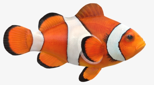 Clown Fish Png Free Pic - Real Clown Fish Png, Transparent Png, Free Download