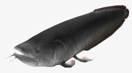 Arowana - Catfish, HD Png Download, Free Download