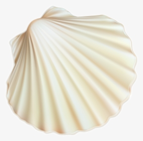 Seashells Png, Transparent Png, Free Download