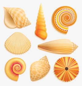 E Ba Orig - Seashell Clipart, HD Png Download, Free Download