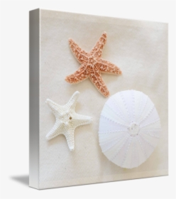 Mkc Photography Seashells Canvas - Starfish, HD Png Download, Free Download