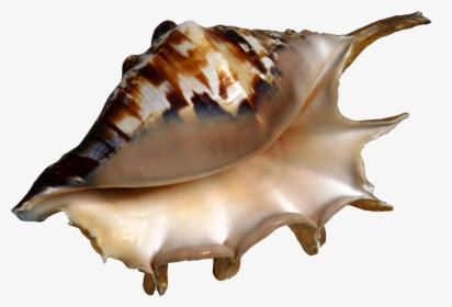 Transparent Seashells Clipart - Clipart Seashells, HD Png Download, Free Download