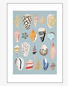 Seashells, HD Png Download, Free Download