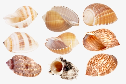 Seashell Png - Ракушки Морские, Transparent Png, Free Download
