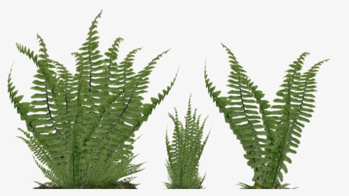 Thumb Image - Ferns Png, Transparent Png, Free Download
