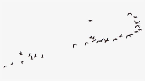 Transparent Flock Of Birds Silhouette Png - Flying Crow Bird Png, Png Download, Free Download