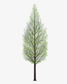 Pine Tree Png Architecture, Transparent Png, Free Download