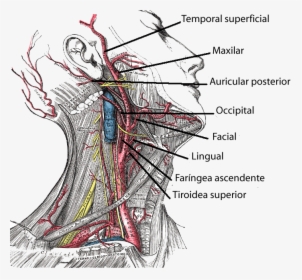 Arteria Carótida Externa - External Carotid Artery Branches, HD Png Download, Free Download