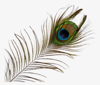 Transparent Background Peacock Feather Png, Png Download, Free Download