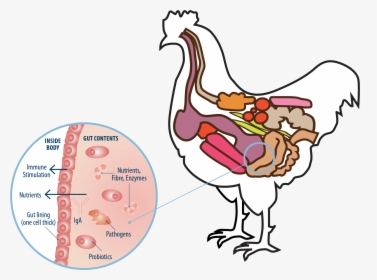 Bird Microbiome, HD Png Download, Free Download