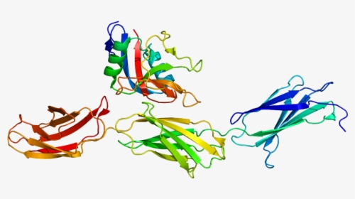 Protein Acan Pdb 1tdq - Tenascina, HD Png Download, Free Download
