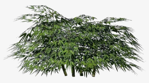 3d Bushes - Bamboo - Acca Software - Immagine Cespugli Png, Transparent Png, Free Download