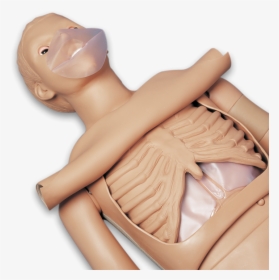 Gaumard Simon Cpr Training Simulator Manikin Basic - Figurine, HD Png Download, Free Download