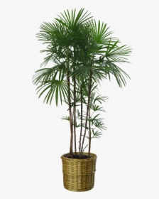 Flowerpot Houseplant Tree Bench Bamboo - Transparent Background Indoor Plant Png, Png Download, Free Download