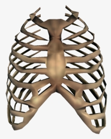 Rib Cage Transparent, HD Png Download, Free Download