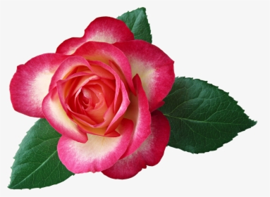 Large Rose Clipart Picture - Free Clip Art Roses, HD Png Download, Free Download