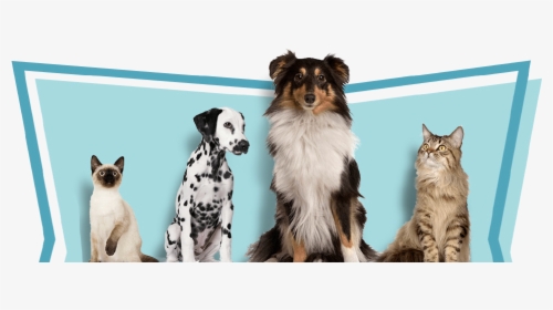 Comal Pet Hospital - Animals At Vet Background, HD Png Download, Free Download